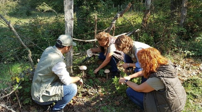 Sinop'ta mantar envanteri çalışması