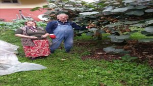 Yağlıdere'de kivi hasadı başladı