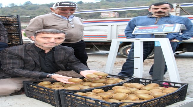 Yağlıdere kivi üretimi