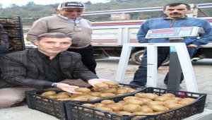 Yağlıdere kivi üretimi