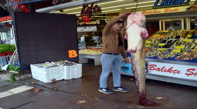 Yeşilırmak'ta 61 kilogramlık yayın balığı yakalandı