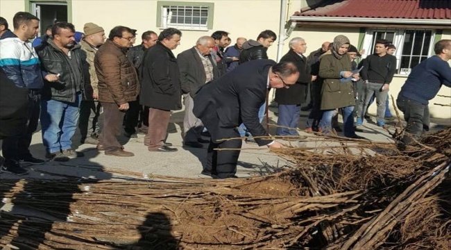 Çiftçilere aşılı ceviz fidanı dağıtıldı