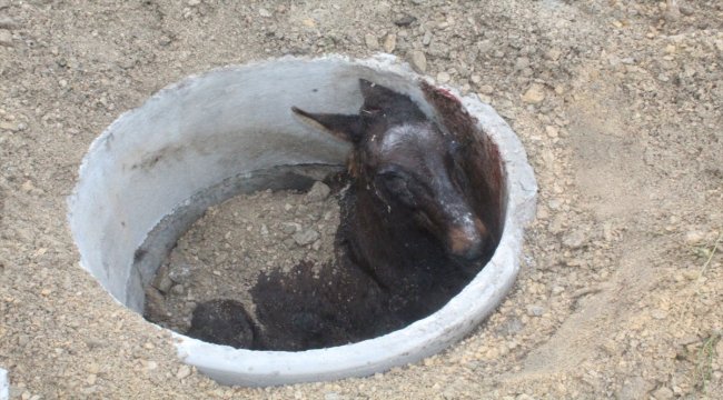 Çorum'da rögara düşen atı itfaiye kurtardı