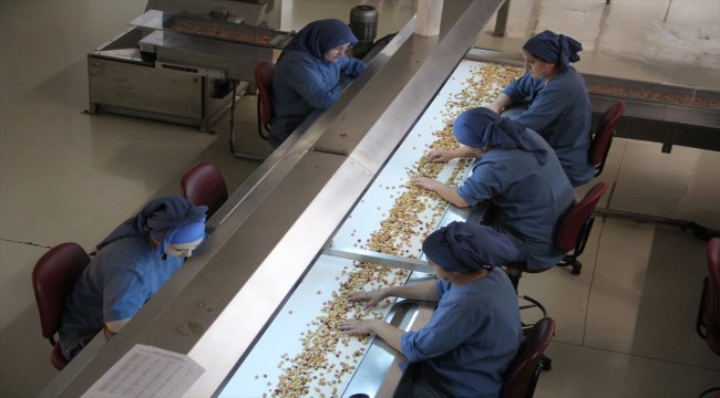 Fındık ihracatından 10 sezonda 18 milyar dolar gelir