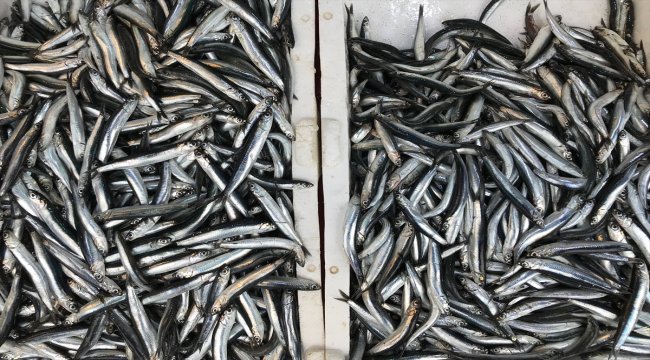 Karadeniz'de hamsinin kilogramı 5 liraya düştü
