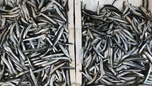 Karadeniz'de hamsinin kilogramı 5 liraya düştü