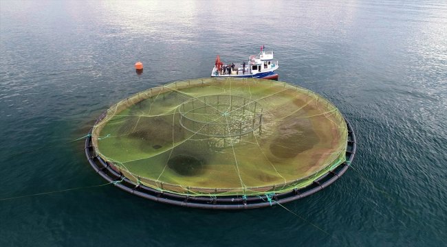 Karadeniz somonu Japon sofralarına "suşi" olarak girdi