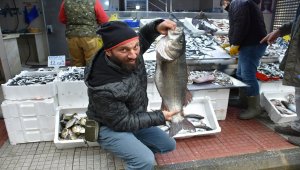 Karadenizli balıkçılarda levrek sevinci