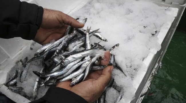 Kastamonu'da hamsi bereketi