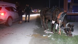 Kazada yaralanan atını yalnız bırakmadı