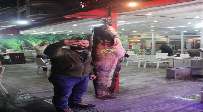 Kızılırmak'ta 103 kilogramlık yayın balığı yakalandı