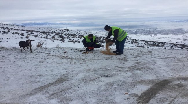 Merzifon’da yaban hayatı için doğaya yem bırakıldı