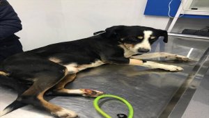 Otomobile bağlanan köpeğin caddede sürüklenmesi