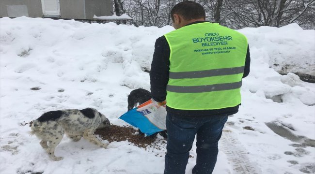 Sahipsiz köpeklere şefkat eli
