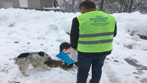 Sahipsiz köpeklere şefkat eli