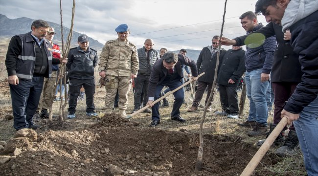 Şebinkarahisar'da ceviz üretimi gelişiyor