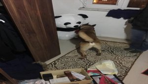 Sinop'ta uyuşturucu operasyonu
