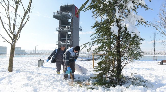Sokak hayvanları belediyeye emanet