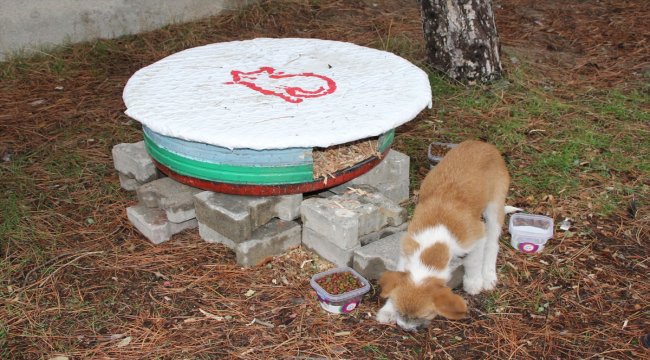 Sokak hayvanları için barınak yaptılar