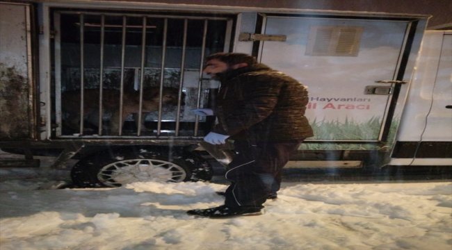 Sokak hayvanları için "klimalı misafirhane"