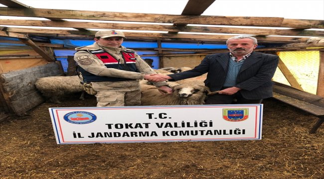 Tokat'ta küçükbaş hayvan hırsızlığı iddiası