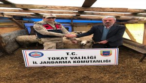 Tokat'ta küçükbaş hayvan hırsızlığı iddiası