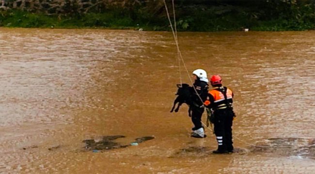 Trabzon'da dereye düşen köpek kurtarıldı