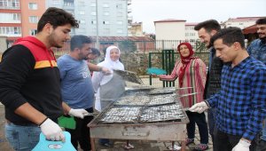 Üniversite öğrencileri hamsi yeyip horon oynadı