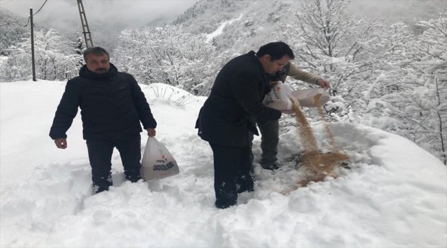 Yaban hayatı için doğaya buğday bıraktılar