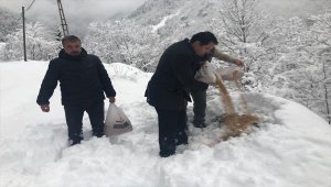 Yaban hayatı için doğaya buğday bıraktılar