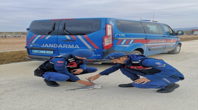 Yaralı martıya jandarma şefkati