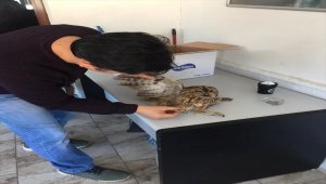 Artvin'de yaralı bulunan baykuş tedavi edildi