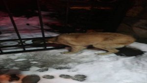 Demir kapıya sıkışan köpeği itfaiye ekipleri kurtardı