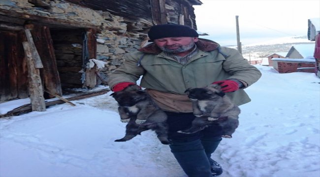 Donmak üzere olan köpek ve yavruları kurtarıldı