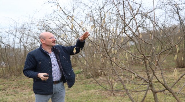 Fındıkta verim ve kaliteyi artırma projesi