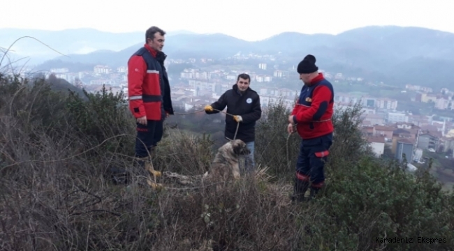 Kayalıklarda mahsur kalan köpek kurtarıldı