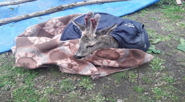Kayalıklardan düşen karaca koruma altına alındı