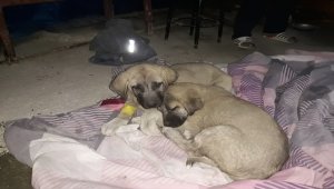Köpeğin üzerinden geçen sürücüye para cezası