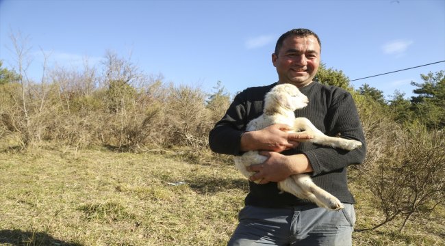 Koyunlarını otlatırken de sazını elinden bırakmıyor