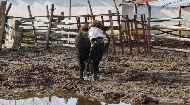 Mezbahadan kaçan boğa 5 saatte yakalandı