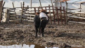 Mezbahadan kaçan boğa 5 saatte yakalandı