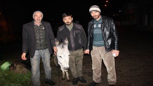 Ordu'da sahipsiz eşek koruma altına alındı