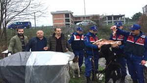 Ordu'da sokak hayvanlarına 