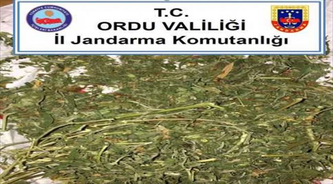 Ordu'da uyuşturucu operasyonu