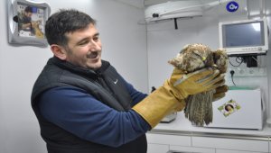 Soğuktan bitkin düşen atmaca koruma altına alındı