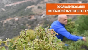 Türk bilim insanları gıdaların raf ömrünü uzatan yeni bir bitki keşfetti