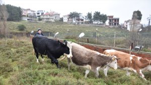Uçurumdan yuvarlanan "Paşa"yı Sahil Güvenlik kurtardı
