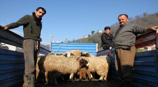 Yağlıdere'de genç çiftçilere küçükbaş hayvan dağıtıldı