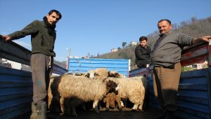 Yağlıdere'de genç çiftçilere küçükbaş hayvan dağıtıldı