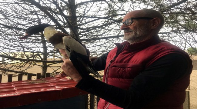 Yaralanan ördeğe balıkçı sahip çıktı